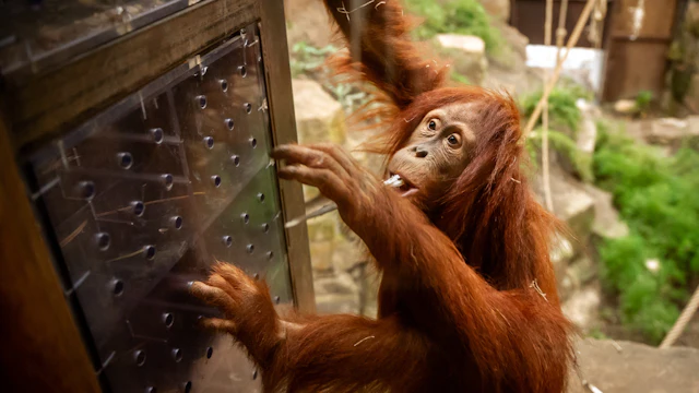 Zoo Planckendael