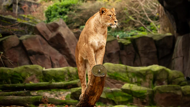 Zoo w Antwerpii