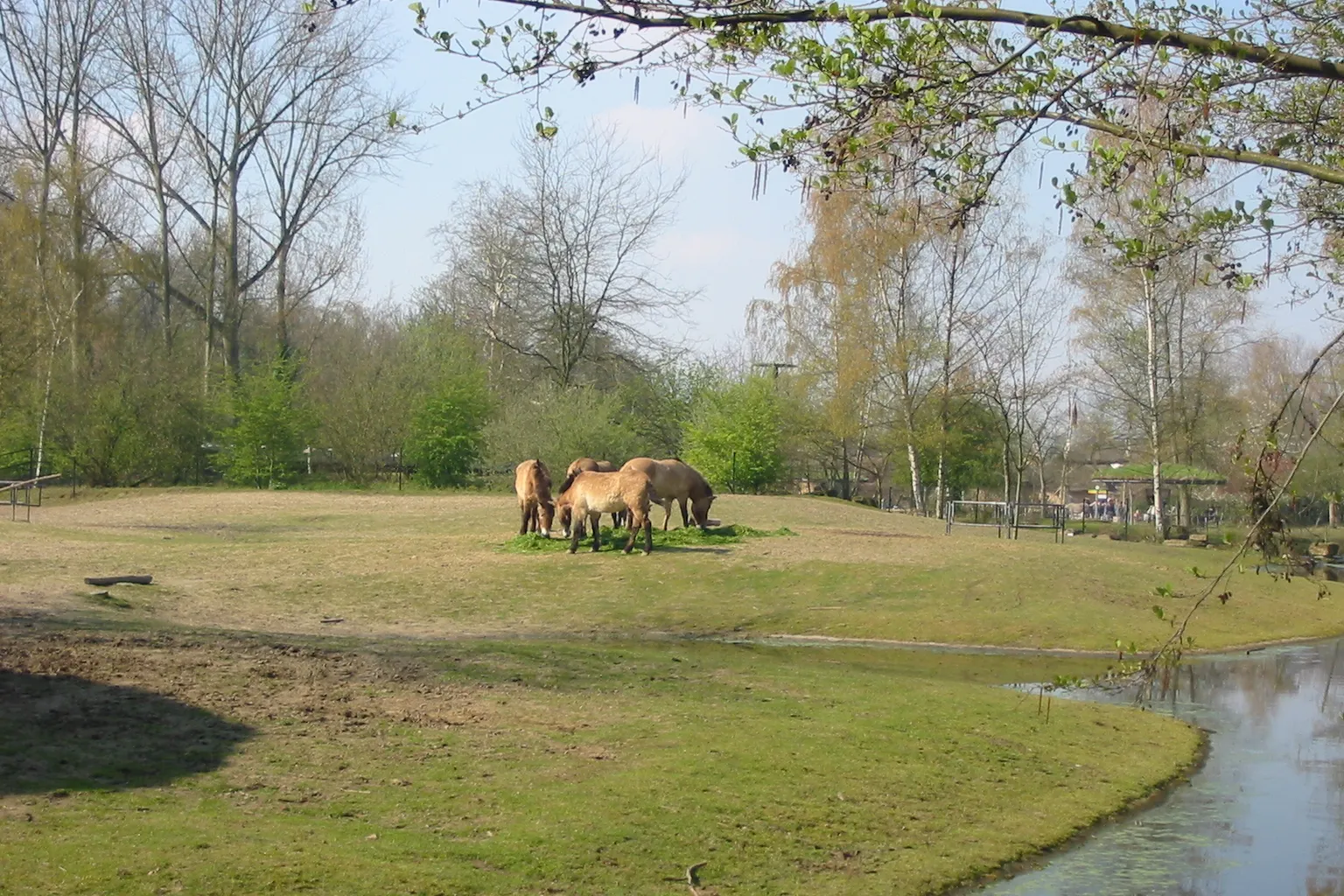 Bilety do Zoo Planckendael: online czy w kasie na miejscu?